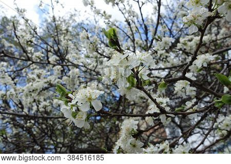 Florescence Of Sour Cherry Tree In Mid April