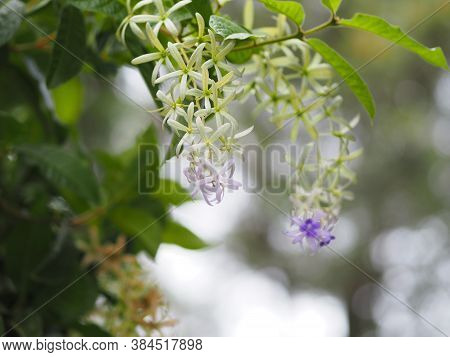 Violet Flower Sandpaper Vine Purple Wreath Bunch Purple Bouquet Of Five Petals Like A Five Pointed P