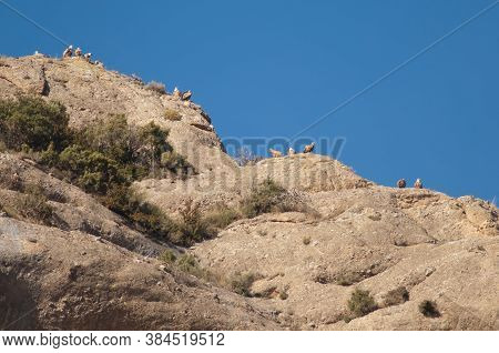 Griffon vultures Gyps fulvus on a crag. Natural Park of the Mountains and Canyons of Guara. Huesca. Aragon. Spain.