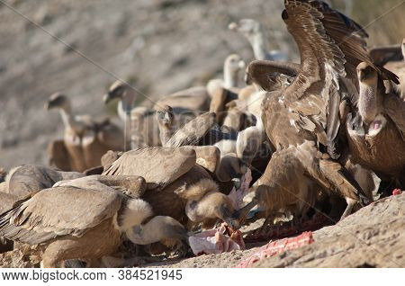 Griffon vultures Gyps fulvus eating. Natural Park of the Mountains and Canyons of Guara. Huesca. Aragon. Spain.