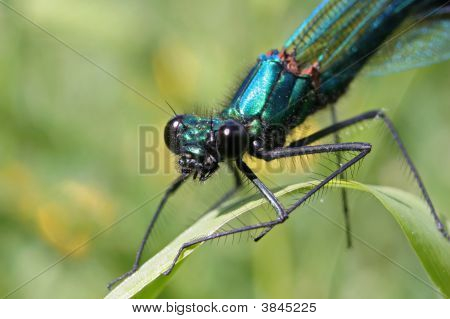 Banded Demoiselle
