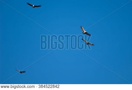 Griffon vultures Gyps fulvus in flight. Natural Park of the Mountains and Canyons of Guara. Huesca. Aragon. Spain.