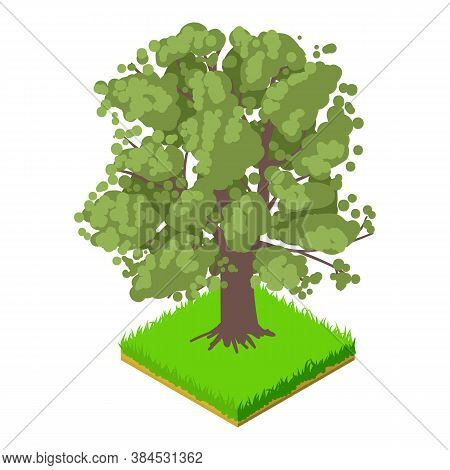 Oak Icon. Isometric Illustration Of Oak Vector Icon For Web