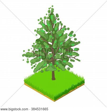Magnolia Acuminata Icon. Isometric Illustration Of Magnolia Acuminata Vector Icon For Web