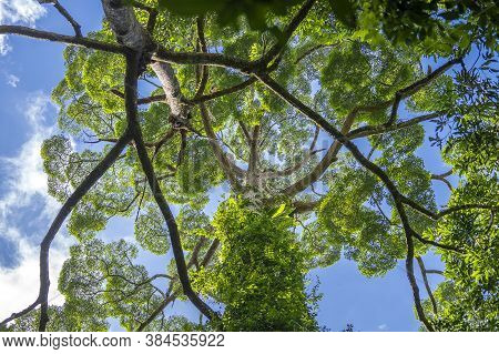The Big Tropical Tree With Sky Background, View From Below. Scientific Name Dipterocarpus Alatus Or 