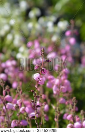 St Dabeocs Heath Pink Flowers - Latin Name - Daboecia Cantabrica