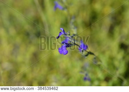 Baby Sage Blue Monrovia - Latin Name - Salvia Microphylla Blue Monrovia