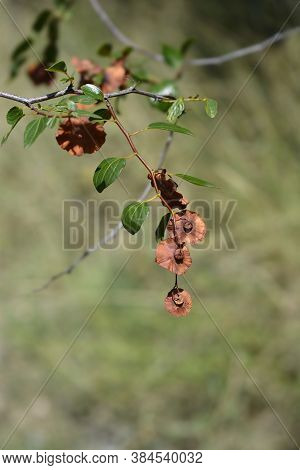 Christs Thorn Branch - Latin Name - Paliurus Spina-christi