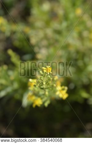 Sticky Aster Yellow Flowers - Latin Name - Dittrichia Viscosa