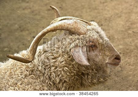 Chèvre angora