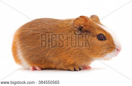 Guinea Pig Isolated On White Background. Funny, Guineapig.