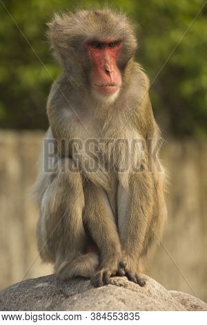 Snow Monkey Or Japanese Macaque.(macaca Fuscata) In Zoo.