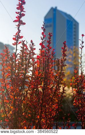Purple Leaves On Bush Of Thunbergs Barberry, Berberis Thunbergii, The Japanese Barberry, Or Red Barb