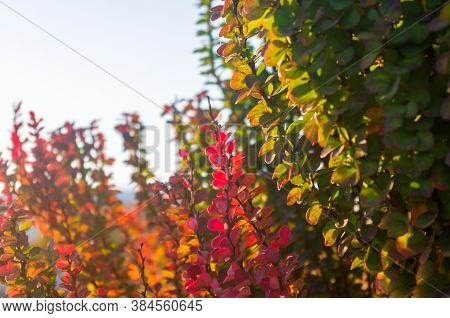 Purple Leaves On Bush Of Thunbergs Barberry, Berberis Thunbergii, The Japanese Barberry, Or Red Barb