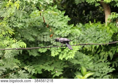 Black Crow Open The Beak And Perch On The Wire With Green Leaves Background. It Is A Large Perching 