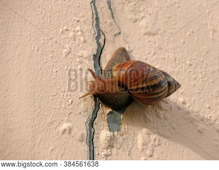 Snail Slowly Walking On The Rose Pink Color Wall. It Is A Mollusk With A Single Spiral Shell Into Wh