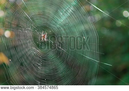 Spider Web In Sunny Forest. Spiral Orb Web In Focus With Spider In The Center. Beautiful Macro Pictu