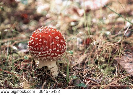 Red Fly Agaric Mushroom In The Forest. Young Red Mushroom Of The Species Amanite Muscaria In Profile