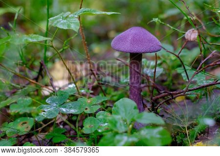 Purple Mushroom Or Cortinarius Violaceus In Wood.