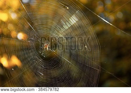 Close-up Of Spider Weaving Web In Forest. Spider Web In Sunny Forest. Spider Web In The Forest On A 