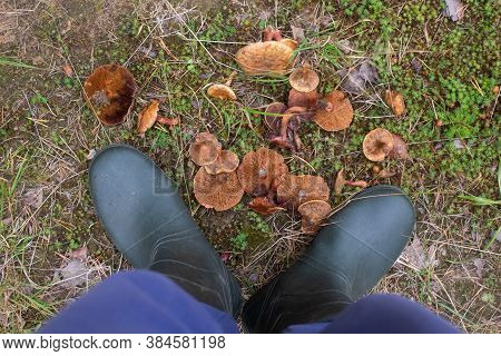 Cutted Toadstool On Ground And Boots. Top View.