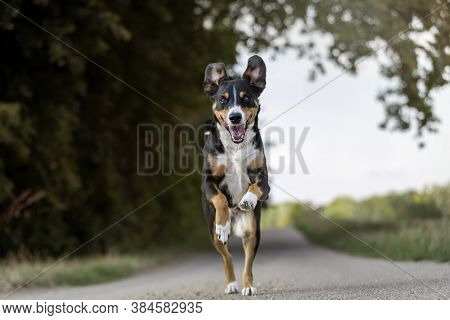 Happy Dog Is Running With Flappy Ears, Appenzeller Sennenhund