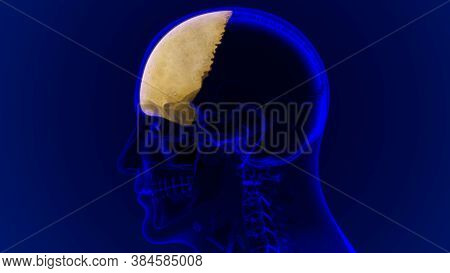 Human Skeleton Skull Frontal Bone Anatomy For Medical Concept