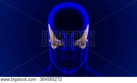 Human Skeleton Skull Temporal Bone Anatomy For Medical Concept