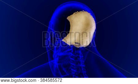 Human Skeleton Skull Occipital Bone Anatomy For Medical Concept
