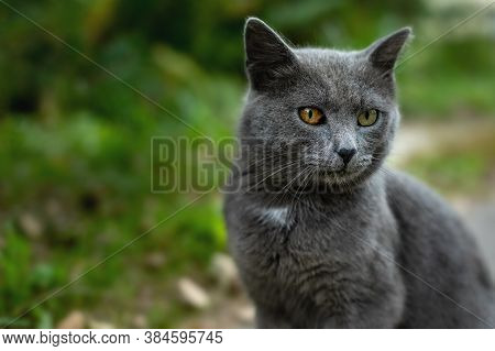 Beautiful Gray Cat With Heterochromia On The Background Of Nature