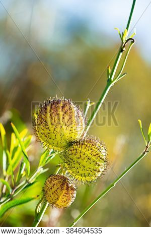 Balloon Plant Fruits In The Autumn Garden. This Ornamental Plant Is Monarch Butterfly Host Plant But