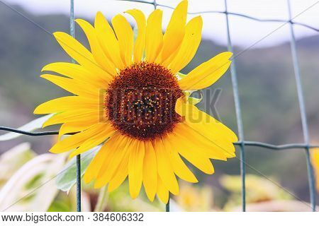 Sunflower Growing In The Garden. Close Up Of Sunflower With Petals Flutting In The Wind.
