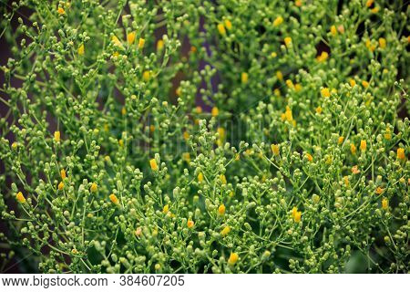 Vegetable Salad Blooms With Yellow Flowers, After The Flowering Of Which Seeds Are Formed For Future