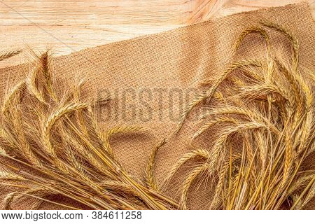 Barley Macro. Whole, Barley, Harvest Wheat Sprouts. Wheat Grain Ear Or Rye Spike Plant On Linen Text