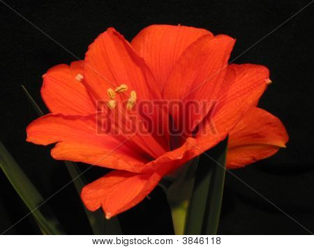 Amarilis