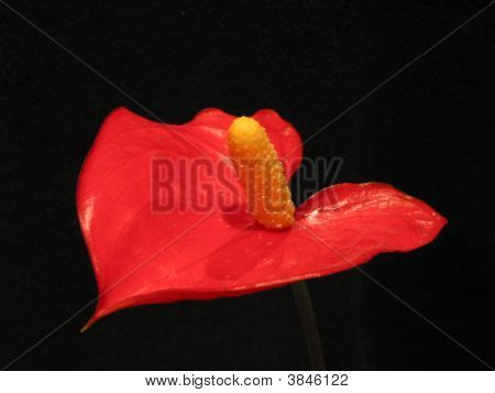 Anthurium