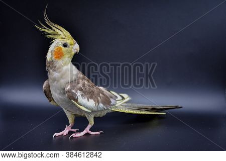 Parrot Cockatiel Close-up On Black Background, Parrot Cockatiel