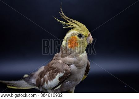 Parrot Cockatiel Close-up On Black Background, Parrot Cockatiel