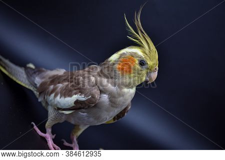 Parrot Cockatiel Close-up On Black Background, Parrot Cockatiel