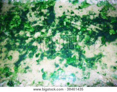 บลูมมี algal