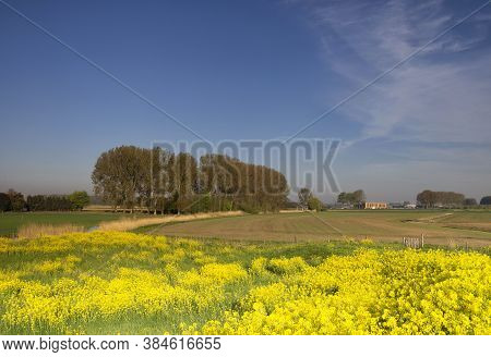 Landscape With Rapeseed Close To The Bakkerskil Fortrees Near The Dutch Village Werkendam