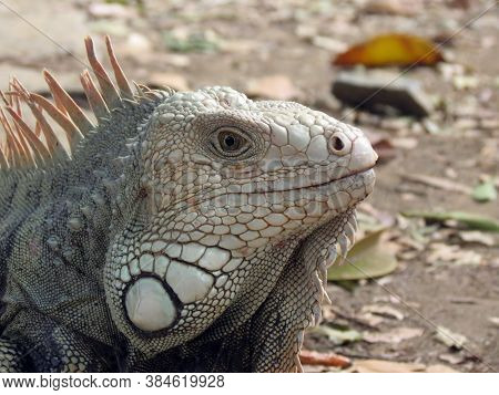 Green Iguana Showing Its Beautiful Eye To The Camera