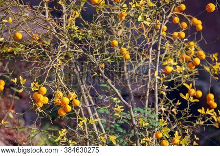 Lemon Tree With Fruits In The Autumn