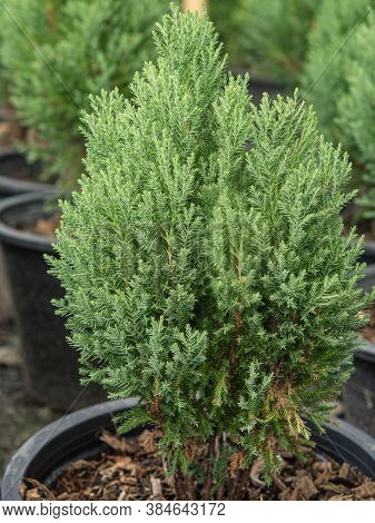 Cypress Branch, Sprigs Of Cypress. Christmas Evergreen Tree.