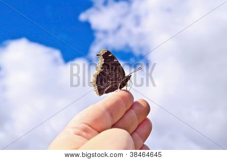 Farfalla marrone su una mano contro il cielo