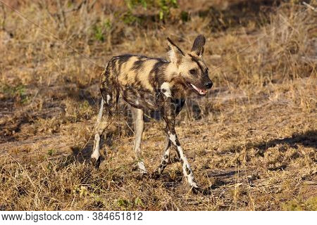 The African Wild Dog, African Hunting Dog, Or African Painted Dog (lycaon Pictus)  Running In Grass
