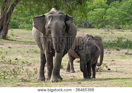 Família elefante