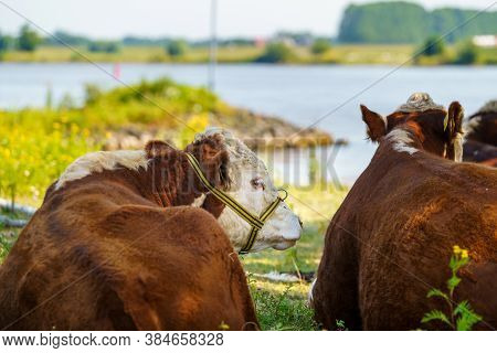 Young Brwon Spotted  Cows On The Floodplains Of A Dutch River. It's Early In The Morning On A Sunny 