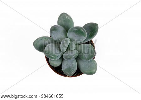 Small 'pachyphytum Oviferum' Succulent Plant On White Background