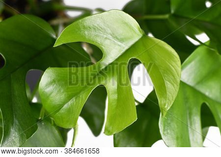 Single Leaf Of Tropical 'rhaphidophora Tetrasperma', A Trendy House Plant With Small Leaves With Win